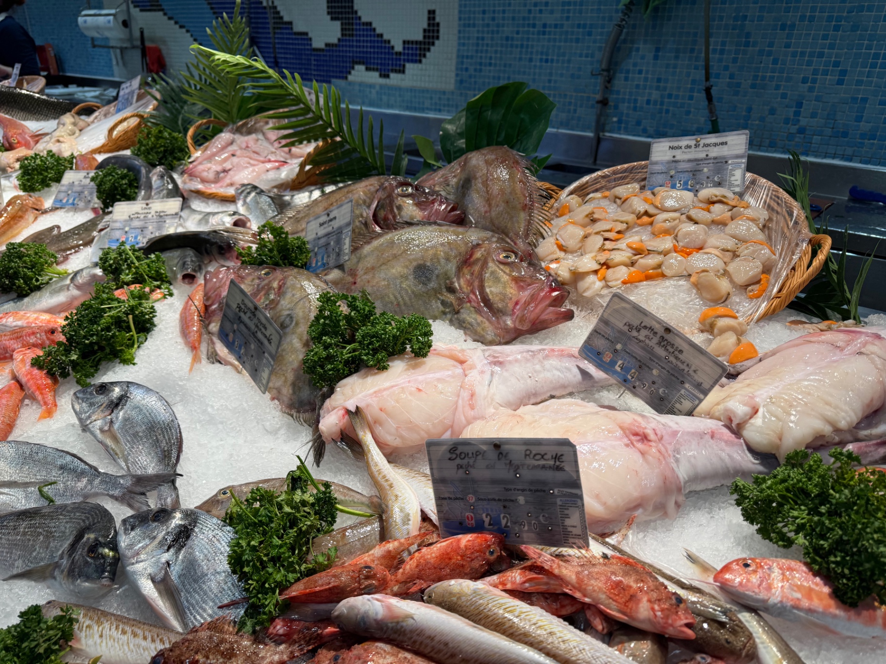 Mediterranean fish counter with John Dory, sea bream, monkfish and Noix de Saint-Jacques scallops, South of France